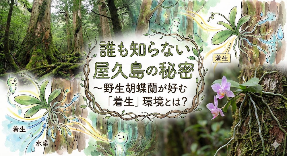 誰も知らない屋久島の秘密〜野生胡蝶蘭が好む「着生」環境とは？