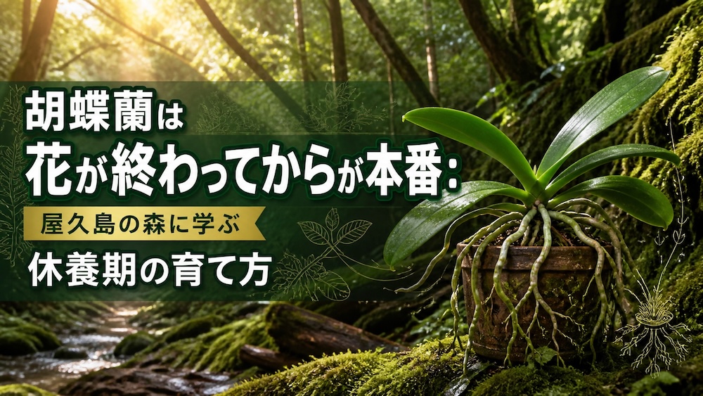 胡蝶蘭は花が終わってからが本番：屋久島の森に学ぶ休養期の育て方